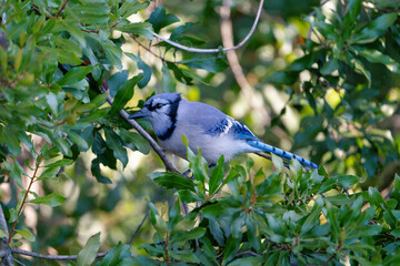 Blue Jay perched in a tree.