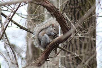 squirrel on tree