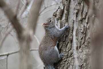 squirrel on a tree