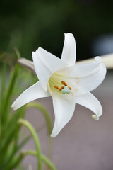 Fototapeta premium Garden with a Blooming Lily Flower in White