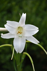 Fantastic Close up of a Trumpet Lily Flowering