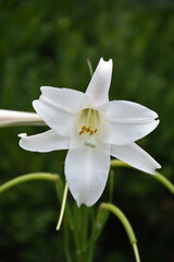 Beautiful Flowering White Trumpet Lily Blooming