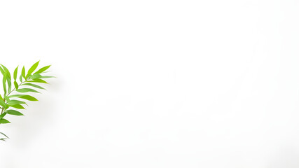 Fototapeta premium green leaves background