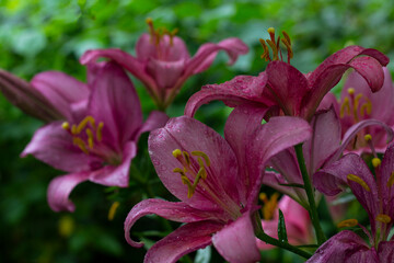 Obraz premium pink lilies in the garden