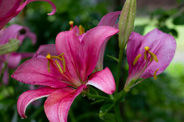 pink lilies in the garden