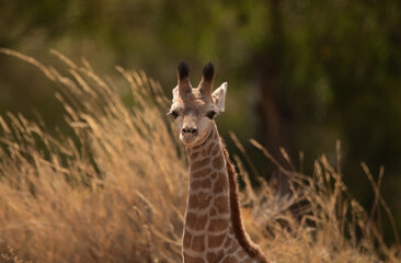 baby giraffe