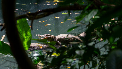 Costa Rica River Cayman Crocodile