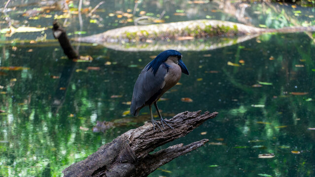 Boat bill bird detail. Boat-billed heron, Cochlearius cochlearius, sitting on the branch near the river water, La Fortuna, Costa Rica. Bird with big bill in the forest, Wildlife scene America,