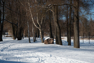 A serene winter park with tall leafless trees, a large rock, and snow-covered ground with footprints under a clear blue sky.