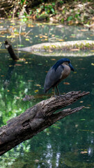 Boat bill bird detail. Boat-billed heron, Cochlearius cochlearius, sitting on the branch near the river water, La Fortuna, Costa Rica. Bird with big bill in the forest, Wildlife scene America,