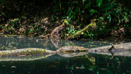 Costa Rica River Cayman Crocodile