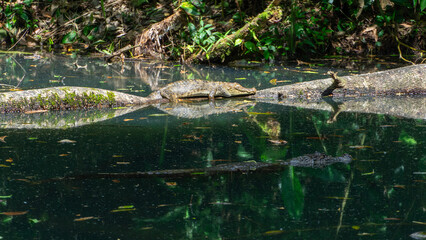 Costa Rica River Cayman Crocodile