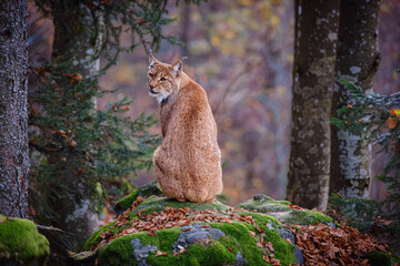 Male lynx sitting on the rock in the forest in Bayerischer Wald