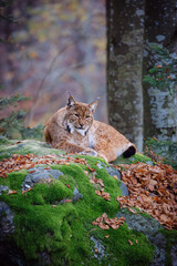 Male lynx lying on the rock in the forest in Bayerischer Wald