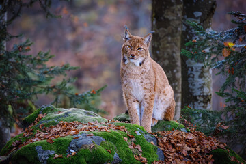 Male lynx sitting on the rock in the forest in Bayerischer Wald