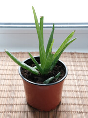 indoor medicinal aloe plant in a brown pot on the windowsill