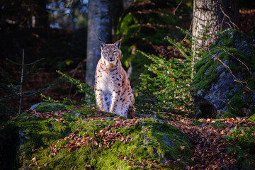 Male lynx standing on the rock in the forest in Bayerischer Wald