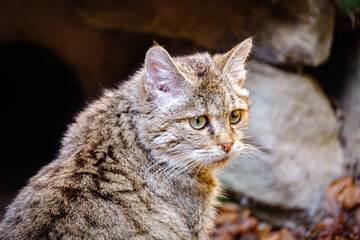 close portrait of wild cat