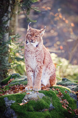 Male lynx sitting on the rock in the forest in Bayerischer Wald