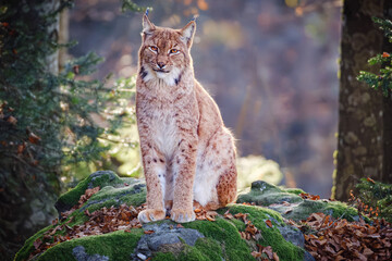 Male lynx sitting on the rock in the forest in Bayerischer Wald