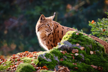 Lynx cat lying in the forest
