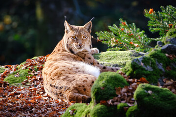 Lynx cat lying in the forest