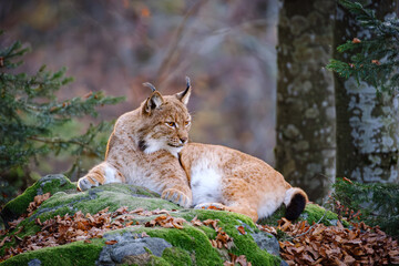 Male lynx lying on the rock in the forest in Bayerischer Wald
