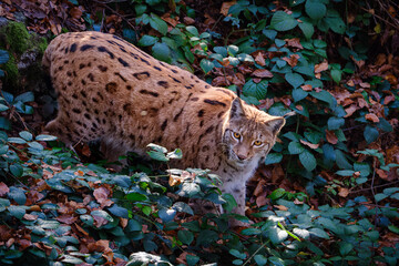 Lynx male cat in the Bayerischer Wald walking in the forest