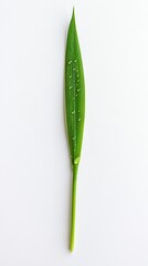 Single Green Leaf with Dew Drops on White Background