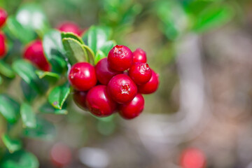 Red lingonberries close-up. Shallow depth of field.