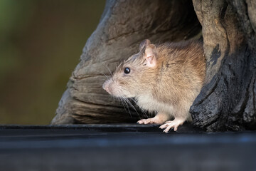a close up low angle profile view of the front part of a common brown rat showing detail in its hair as it emerges from a hole in a trunk