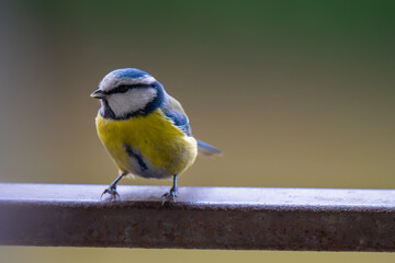 Bold and bright, straight at you! A Eurasian Blue Tit faces the camera head-on, showing off its...