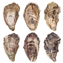 Oyster isolated on white background, full depth of field