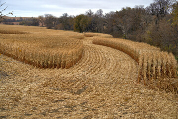 Fall corn harvest in Nebraska