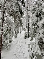 Snow covered trees