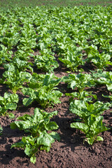 fresh sugar beet leaves, glistening in the sun