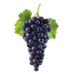 Fototapeta premium A wild grape grapes photography isolated.