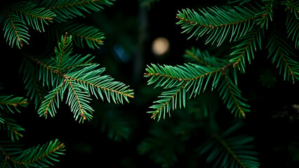 close-up view of vibrant green pine tree branches against a dark background