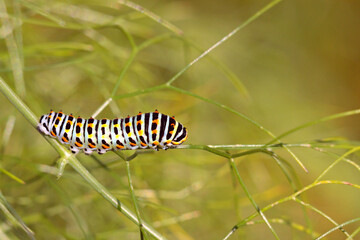 Chenille de Machaon