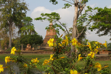 Yellow Flowers and Watts, Stupas in Sukhothai National Park, Thailand