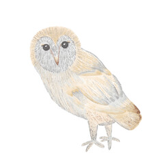A hand-drawn fairy owl.