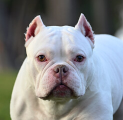 american bully dog in the park