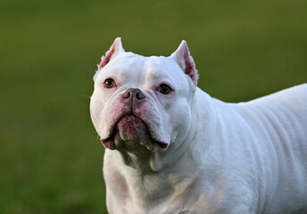 american bully dog in the prark