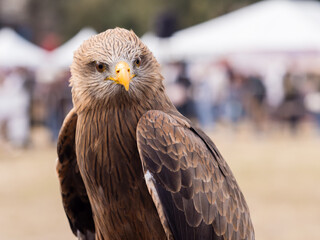 A close up of a brown hawk look at the camera.