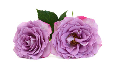 Bunch of rosy roses isolated on white