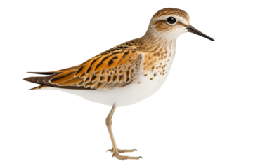 Wading bird standing gracefully on one leg