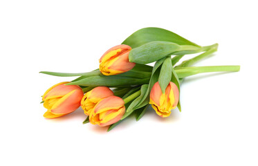 Obraz premium Colorful tulip flowers isolated on white