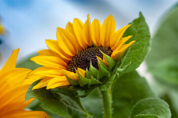 sunflower on blue sky