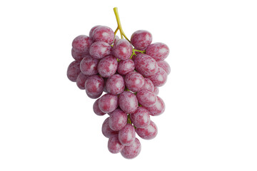 Fototapeta premium Fresh bunch of grapes ready for harvest