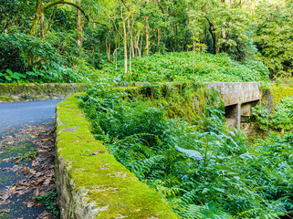 Tropical Rainforest and One Lane Bridge On The Road To Hana, Maui, Hawaii, USA